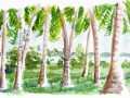 HavelockPalms2 800